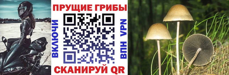 Псилоцибиновые грибы ЛСД Балабаново